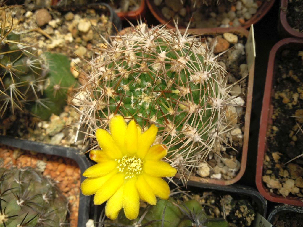 Weingartia riograndensis